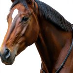 Hunters Saddlery Leather Neck Strap Equestrian Riding Aid-0